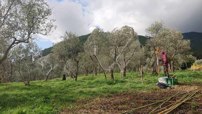 Olivenhaine mit in Netzen verhüllte Bäume 