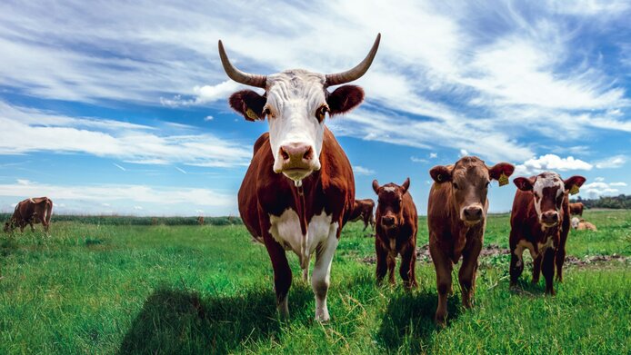 Cattle standing in a cow pasture