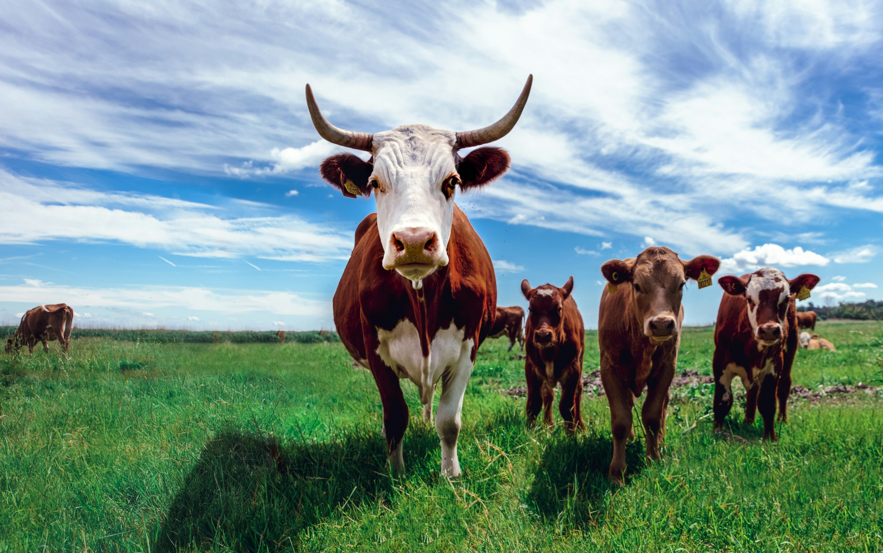 Cattle standing in a cow pasture