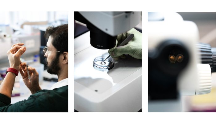 M&auml;nnlicher Forscher transferiert mit der Spritze Zebrafisch-Embryos in eine Petrischale und positioniert sie im Wasser. Der Blick durch das Mikroskop zeigt zwei Fisch-Embryos. 