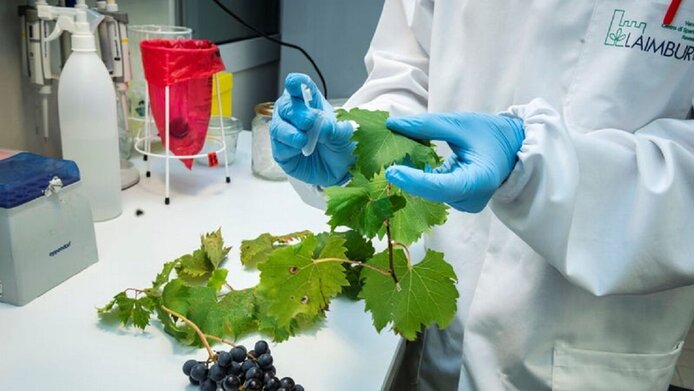Eine Person im weißen Arbeitsmantel mit blauen Gummihandschuhen hält im Labor Weinblätter und ein Teströhrchen