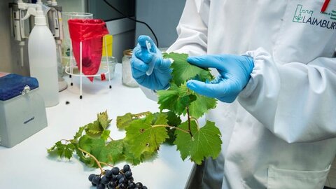 Eine Person im weißen Arbeitsmantel mit blauen Gummihandschuhen hält im Labor Weinblätter und ein Teströhrchen