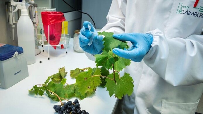 Eine Person im weißen Arbeitsmantel mit blauen Gummihandschuhen hält im Labor Weinblätter und ein Teströhrchen