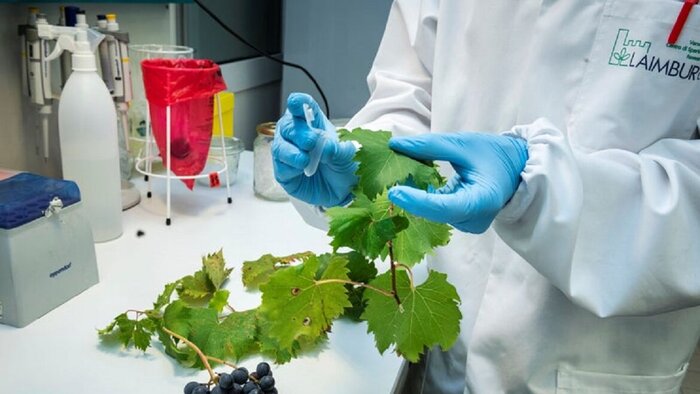 Eine Person im wei&szlig;en Arbeitsmantel mit blauen Gummihandschuhen h&auml;lt im Labor Weinbl&auml;tter und ein Testr&ouml;hrchen