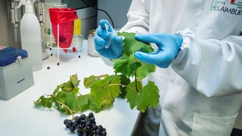 Eine Person im weißen Arbeitsmantel mit blauen Gummihandschuhen hält im Labor Weinblätter und ein Teströhrchen