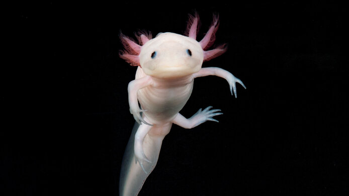 Portrait of an axolotl on black background