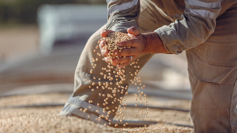 Worker harvesting soybeans. 