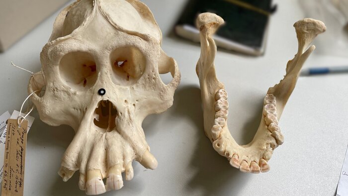 Skull of an orangutan in the Museum Koenig Bonn