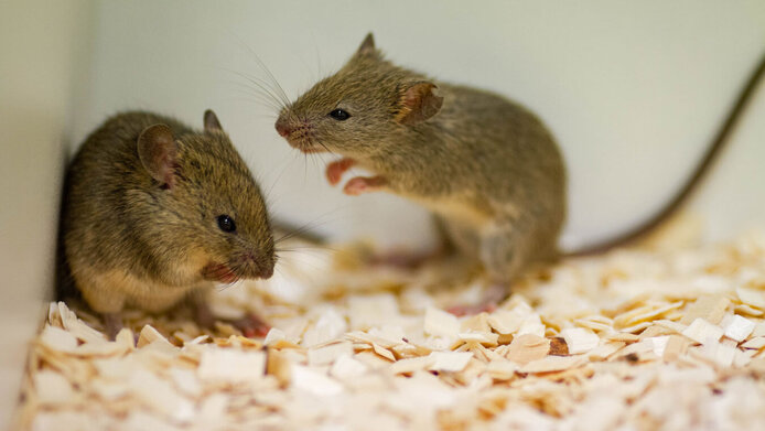 two litte brown lab mice