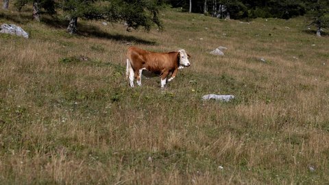 Ein braun-weiß-gefleckte Kuh steht auf einer ausgetrockneten Almwiese