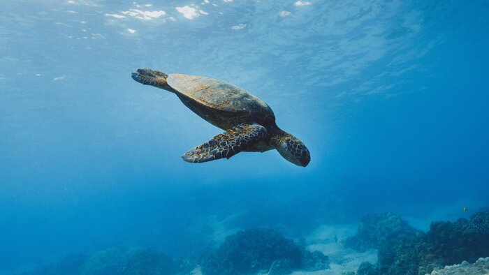 Riesenschildkr&ouml;te im Meer