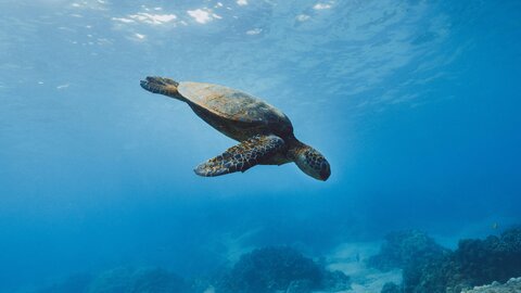 Riesenschildkröte im Meer