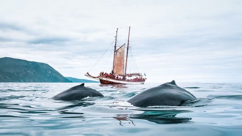 Two humpback whales appear during a whale-watching tour in Iceland. 