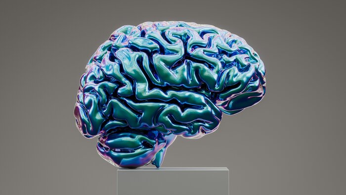 Modell eines menschlichen Gehirns auf einem St&auml;nder