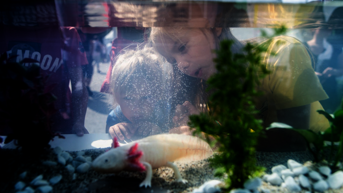 Kinder schauen staunend in ein Aquarium mit einem Axolotl